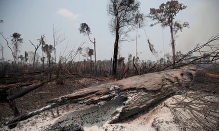 Charred tree trunks are seen on a stretch of Amazon jungle, which was recently burned by loggers and farmers, in Porto Velho, Brazil, in 2019.