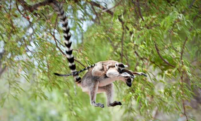 World Lemur Day – a photo essay by Bristol Zoological Society ...