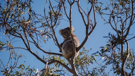 Koala on French Island