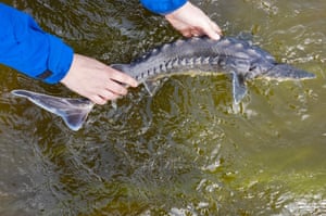 Um esturjão do Báltico é solto no Oder, no Parque Nacional do Vale do Baixo Oder, na Alemanha. Jovens esturjões têm sido libertados no Oder todos os anos desde 2005. O objectivo do projecto é reintroduzir o esturjão do Báltico, há muito extinto no Oder devido à pesca excessiva e à poluição dos rios.