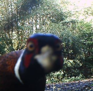 An inquisitive pheasant looks down the lens of a hidden camera set up by Durham County Council to catch fly-tippers
