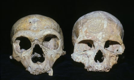 In the 1970s, many scientists argued that a Neanderthal like La Chapelle-aux-Saints, left, could have evolved into a Homo sapiens like Cro-Magnon 1. Stringer’s research in 1974 showed this was wrong.