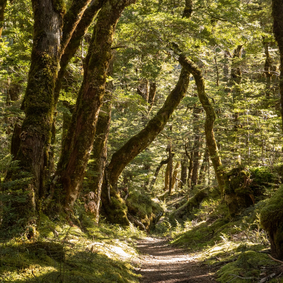 Getting back to nature: how forest bathing can make us feel better | Trees  and forests | The Guardian