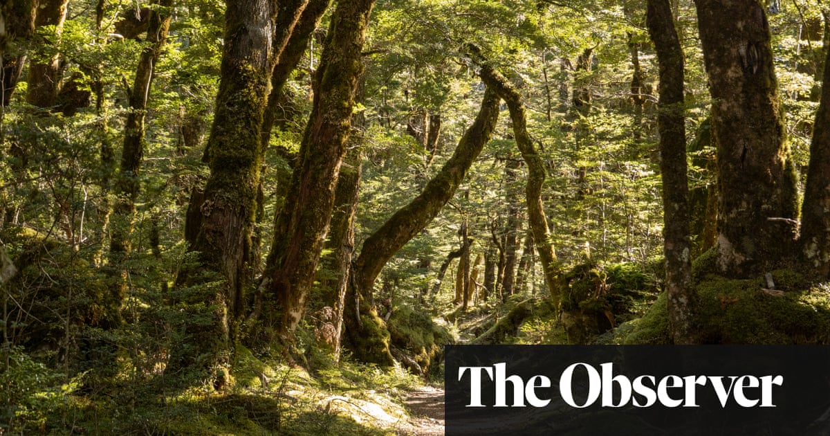 Getting Back To Nature How Forest Bathing Can Make Us Feel Better