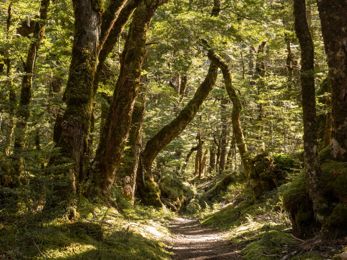 Getting Back To Nature How Forest Bathing Can Make Us Feel Better Trees And Forests The Guardian Getting Back To Nature How Forest Bathing Can Make Us Feel Better Trees And Forests The Guardian
