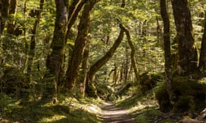 Rees & Mount Aspiring National Park Dart and Cascade Saddle Track