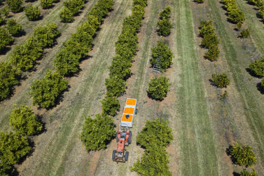A drone photo shows a tractor hauling oranges to a farm near Leeton, NSW.