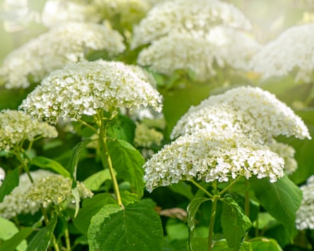Closeup image of the summer flowering Hydrangea Arborescens ‘Incrediball, or smooth Hydrangea, white flowers