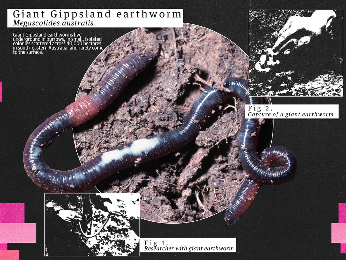 Microchaetus Giant Earthworm Nothing Quite Matches The Lovely Scent Of A Fresh