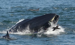 Rainer Schimpf in the mouth of a Bryde’s whale in Port Elizabeth, South Africa.