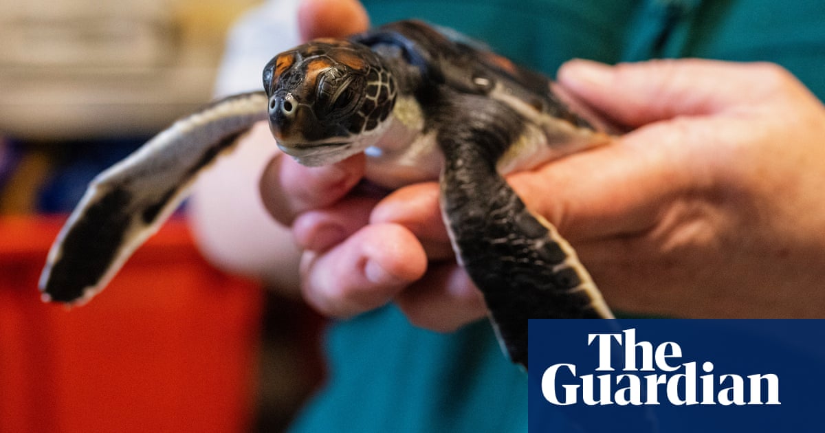 Tiny turtle pooed ‘pure plastic’ for six days after rescue from Sydney beach