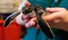 Tiny turtle pooed 'pure plastic' for six days after rescue from Sydney beach