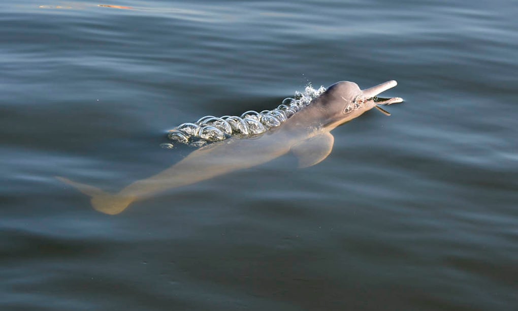How Drones Are Being Used To Protect The Amazon S Dolphins Dolphins The Guardian How Drones Are Being Used To Protect The Amazon S Dolphins Dolphins The Guardian