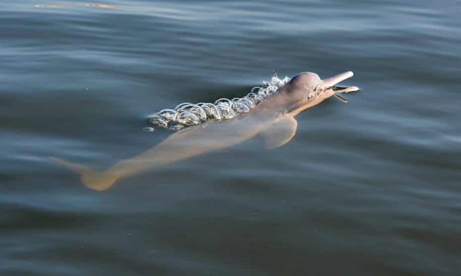 How Drones Are Being Used To Protect The Amazon S Dolphins Dolphins The Guardian How Drones Are Being Used To Protect The Amazon S Dolphins Dolphins The Guardian