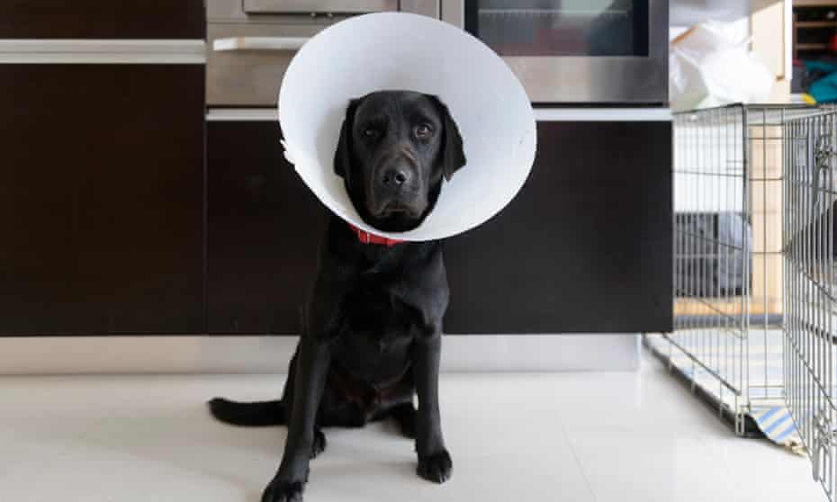 A pet labrador after treatment at a veterinary surgery.