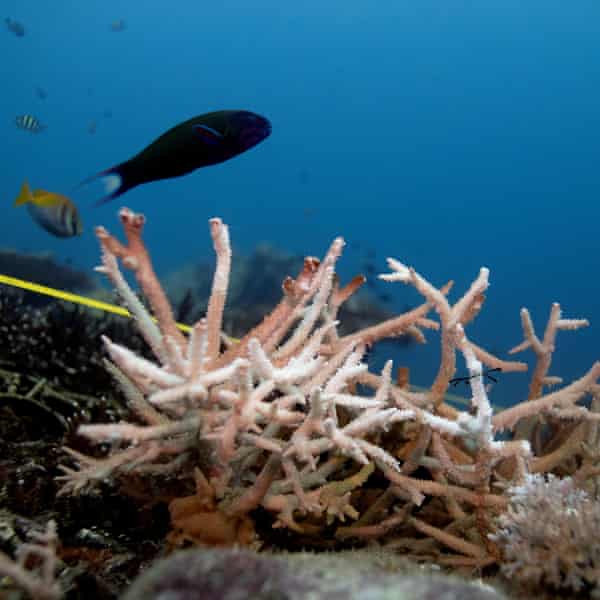 Bleached staghorn coral