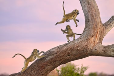 An angry-looking baboon gestures as two others leap on the tree