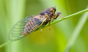 Australia’s cicada volume is ear-splitting this year.