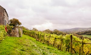 2. Camel Valley Guardian Labs Emli Bendixen 197
