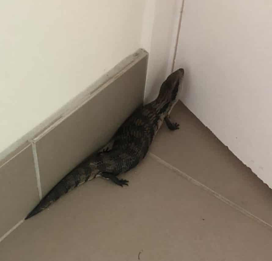 The lizard in Brigid Delaney’s laundry