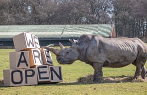 Rhino knocks over giant blocks spelling out ‘We are open’
