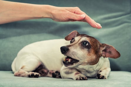 A jack russell terrier growling at a person’s hand