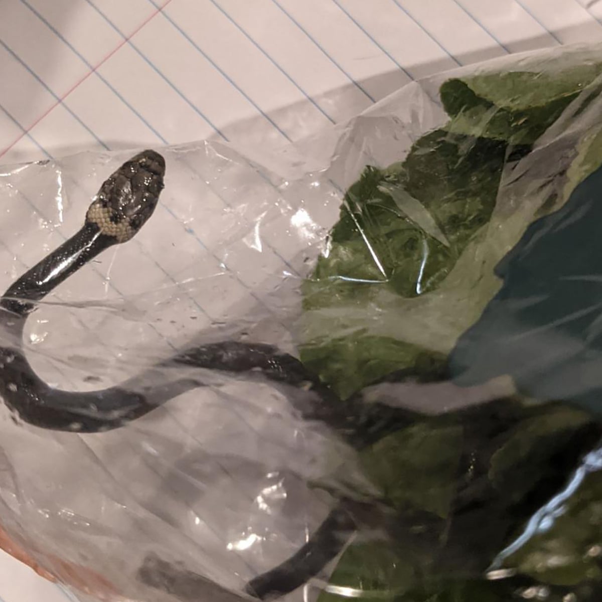 Snakes and lettuce: shoppers in Australia find venomous snake in Aldi fresh  produce bag | New South Wales | The Guardian