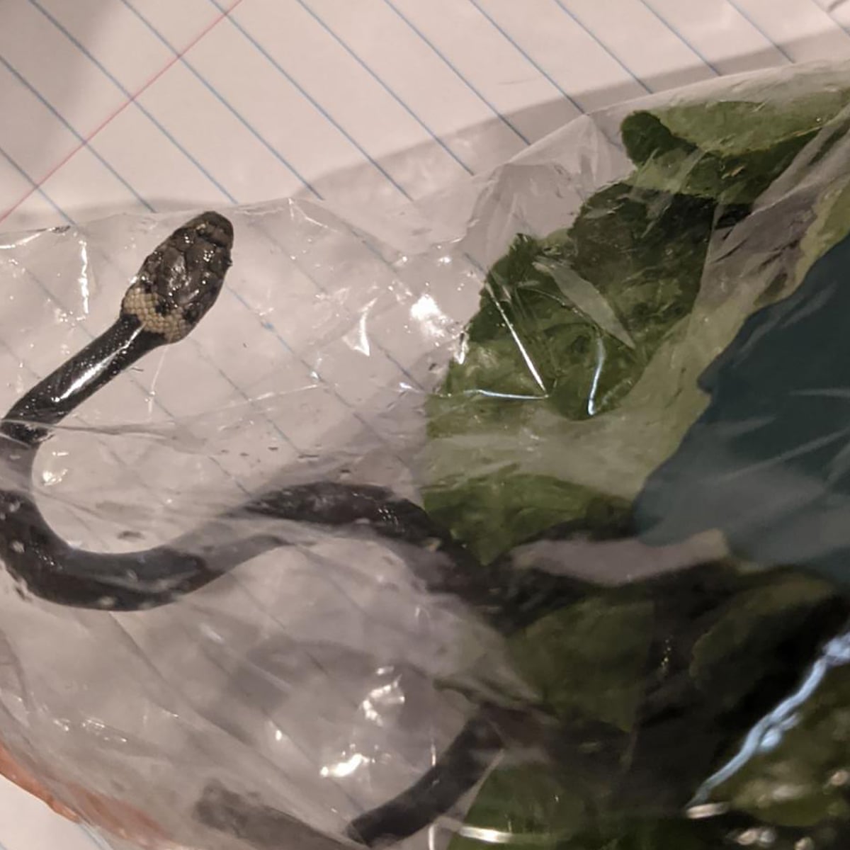 snakes and lettuce shoppers in