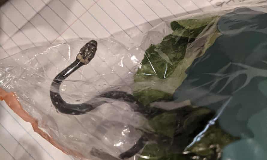 Snake in lettuce