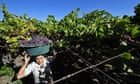 Global wine production falls by 5% due to 'climatic events'