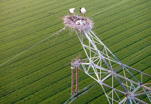 A couple of oriental white storks take care of their chicks in a nest on top of a power grid pylon in Xinghua in east China’s Jiangsu province, where the species is endangered and under level one protection in China