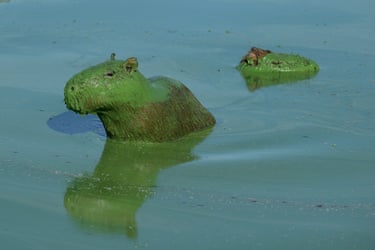 Capybaras is covered in bright green slime due to cyanobacteria in the waters of the Salto Grande lake, an artificial body of water made by the hydroelectric dam on the Uruguay River, near Concordia, Entre Rios, Argentina