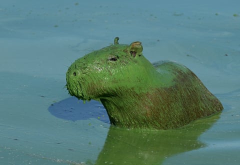 How Long Can Capybaras Stay Underwater? Surprising Facts Revealed