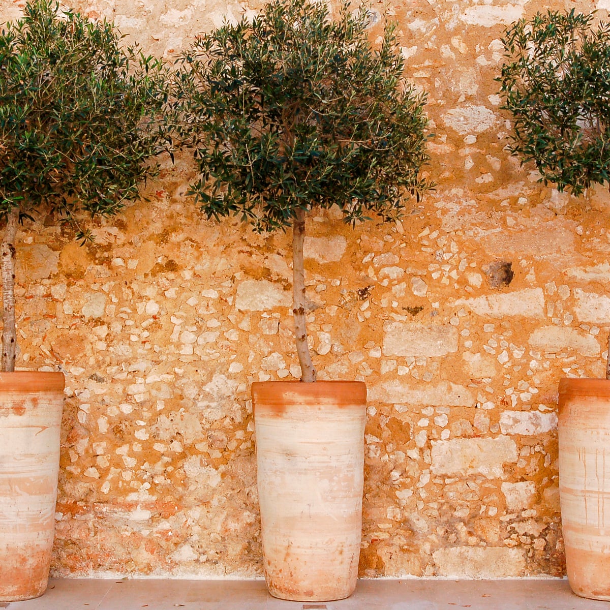 How To Grow Trees In A Small Garden James Wong Life And Style