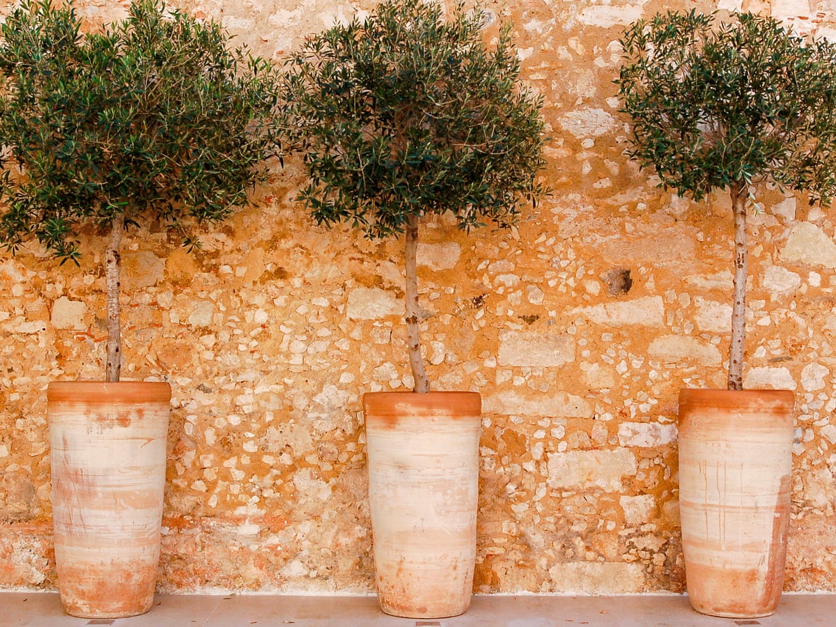 How To Grow Trees In A Small Garden James Wong Life And Style The Guardian