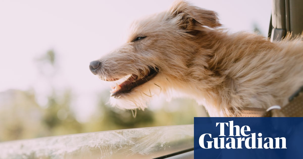 Treats, poo bags and acceptance: what to pack for a roadtrip with your dog