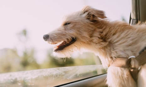 A Portuguese Podengo dog in a car window