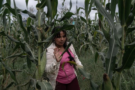 A middle-aged Latina woman stands among tall maize plants