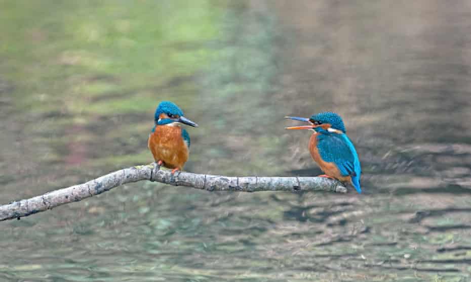 Male and female kingfishers courting