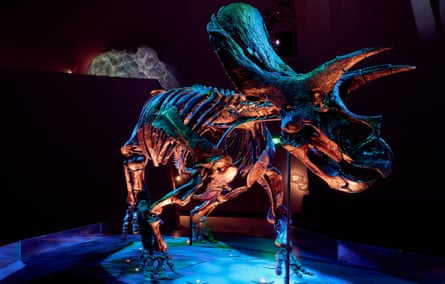Melbourne Museum – Triceratops