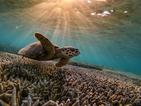 A turtle swims among the coral off Lady Elliot Island on Australia’s Great Barrier Reef