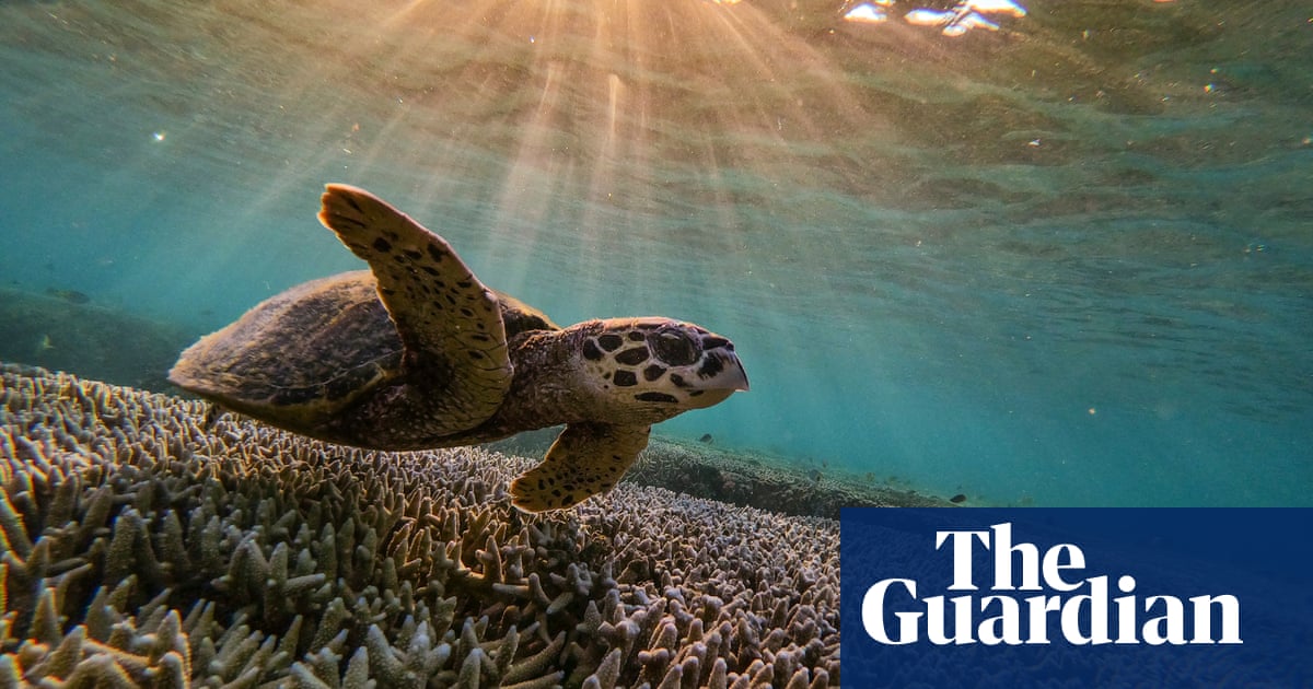 Crossbreeding corals: the hunt for ways to heal the Great Barrier Reef - The Guardian