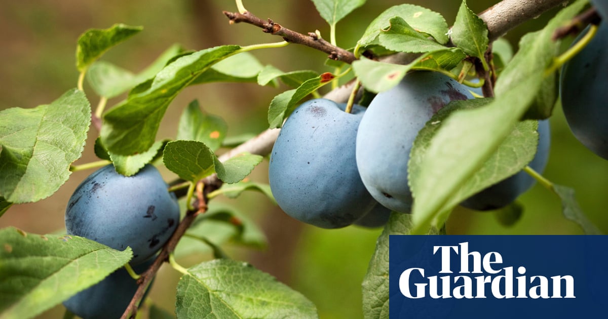 Plum job: UK public asked to track fruit trees for climate study