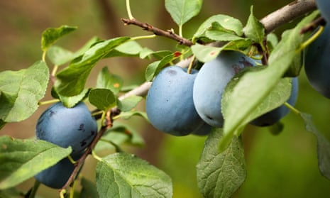 Plums ripen on a tree
