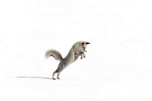 Uma raposa vermelha faminta, lutando na natureza, rastreia sua presa durante uma hora pela paisagem coberta de neve no distrito de Gole, em Ardahan, Turquia