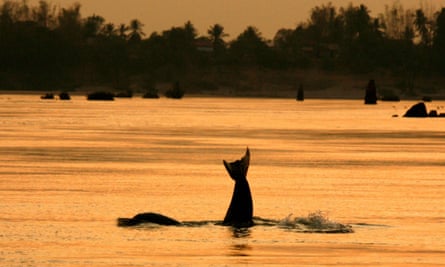 An Irrawaddy dolphin, also known as the Mekong dolphin, in a river in Cambodia.