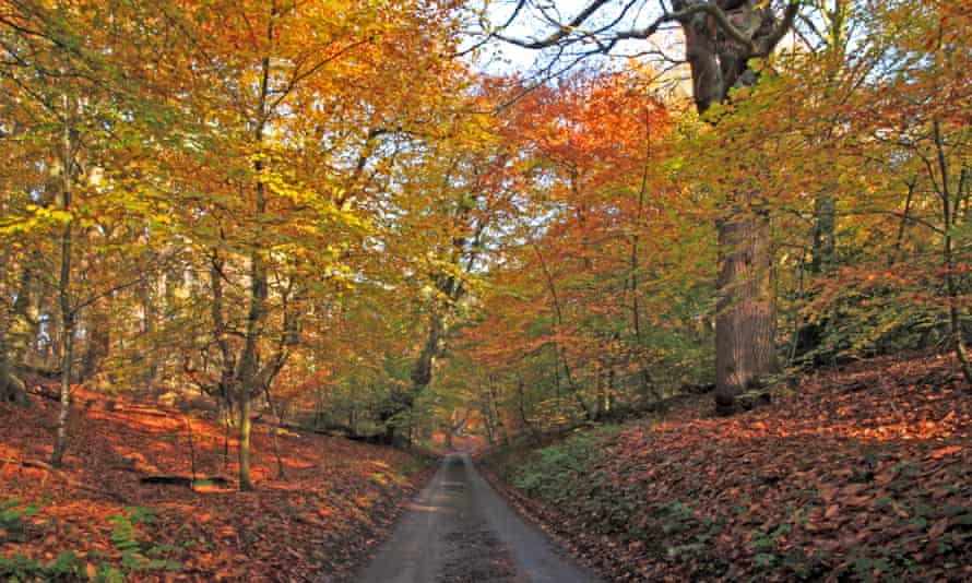 Autumn foliage in Norfolk, England.