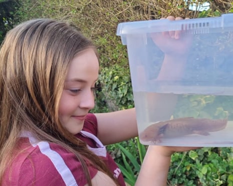 Axolotl ferito trovato in Il fiume Welsh mostra ferite alla coda e allo stomaco