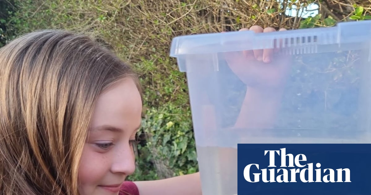 Rare axolotl found under Welsh bridge probably an abandoned pet, say experts