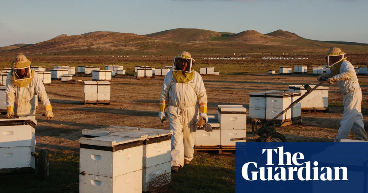 Could become a death spiral': scientists discover what's driving record die-offs of US honeybees